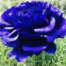 Большая синяя роза для фотосессий и декора